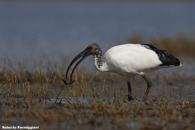 Threskiornis aethiopicus (sacred ibis - ibis sacro)