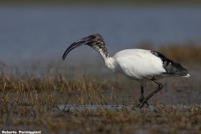 Threskiornis aethiopicus (sacred ibis - ibis sacro)