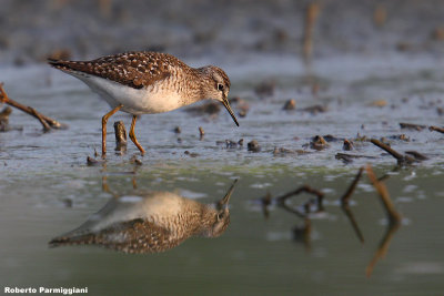 Ttringa glareola (wood sandpiper - piro piro boschereccio)