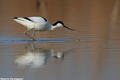 Recurvirostra avosetta (avocet-avocetta)