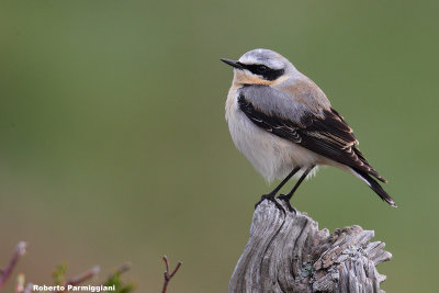 Oenanthe oenanthe (wheater -  culbianco)