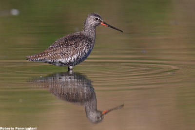 Tringa erythropus (spotted redshank - totano moro)