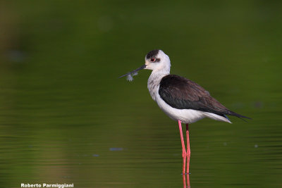 Himantopus himantopus (black winged stilt-cavaliere d'Italia)