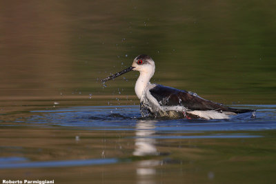 Himantopus himantopus (black winged stilt-cavaliere d'Italia)