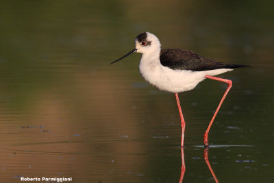 Himantopus himantopus (black winged stilt-cavaliere d'Italia)