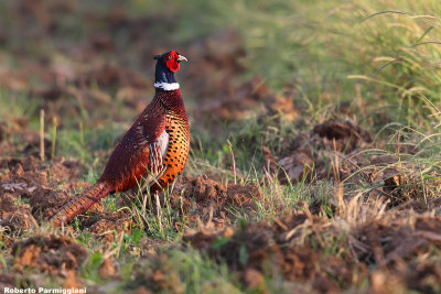 Phasianus colchicus(pheasant-fagiano 