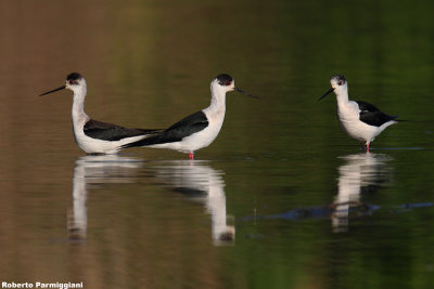 Himantopus himantopus (black winged stilt-cavaliere d'Italia)