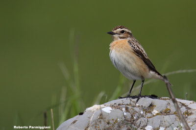 Saxicola rubetra (whinchat-stiaccino)