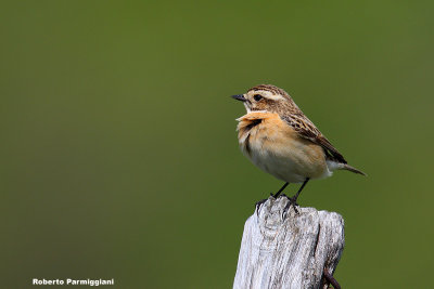 Saxicola rubetra (whinchat-stiaccino)