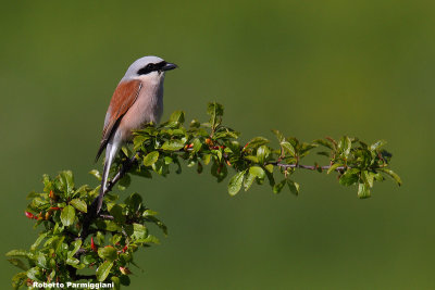 Lanius collurio (red backed shrike-averla piccola)