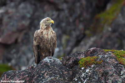 Haliaeetus albicilla (withe tailed eagle - aquila di mare)