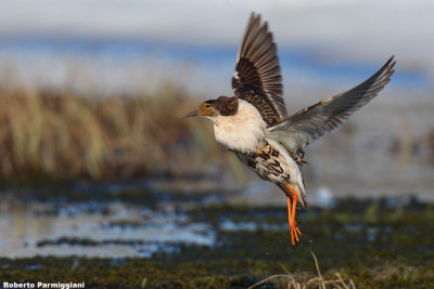 Philomachus pugnax (ruff - combattente)