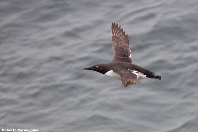 Uria aalge (guillemot - uria)