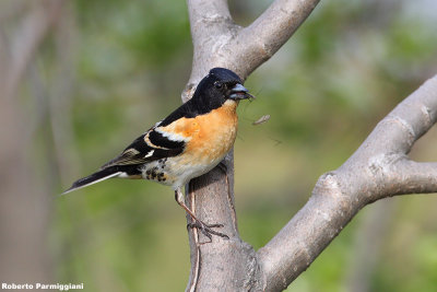 Fringilla montifringilla (brambling-peppola)