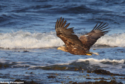 Haliaeetus  albicilla (withe tailed eagle - aquila di mare)