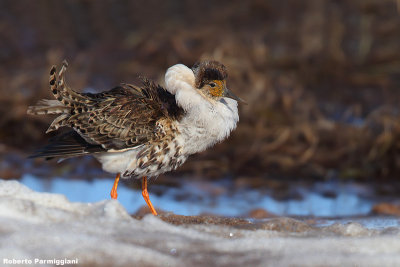 Philomachus pugnax (ruff - combattente)