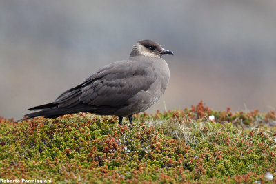 Stercorarius parasiticus (arctic skua - labbo