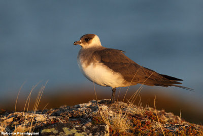 Stercorarius parasiticus (arctic skua - labbo)