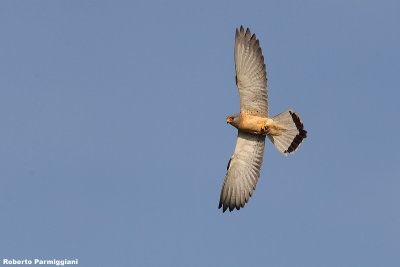 Falco naumanni (lasser kestrel  -  grillaio)