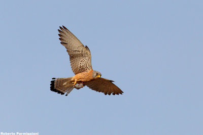 Falco naumanni (lasser kestrel  -  grillaio)