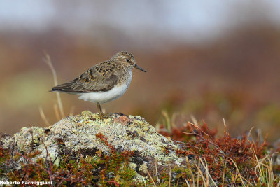 Calidris temminckii (temminckii's stint - gambecchio nano)