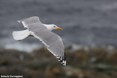 Larus argentatus (herring gull - gabbiano reale nordico