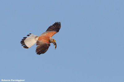 Falco naumanni (lasser kestrel  -  grillaio)