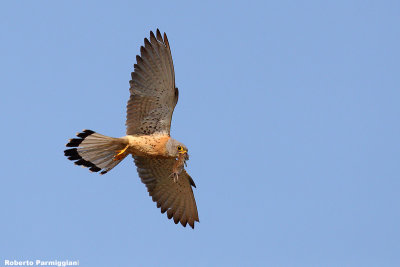 Falco naumanni (lasser kestrel  -  grillaio)