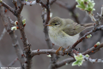 Phylloscopus trochilus (willow warbler - lu grosso)