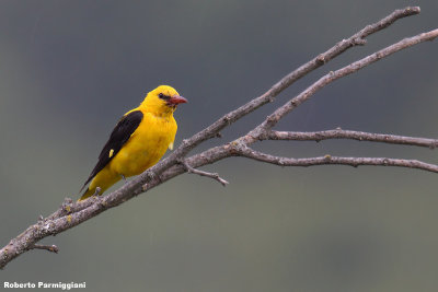 Oriolus oriolus (golden oriole - rigogolo)