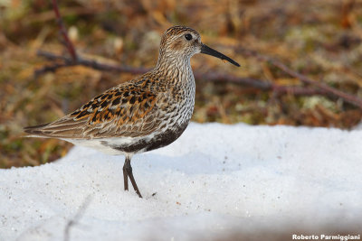 Calidris alpina (dunlin - piovanello pancianera)