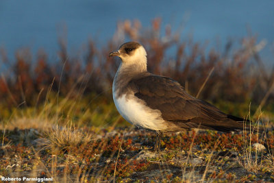 Stercorarius parasiticus (arctic skua - labbo)