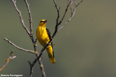 Oriolus oriolus (golden oriole - rigogolo)