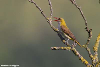 Oriolus oriolus (golden oriole - rigogolo)