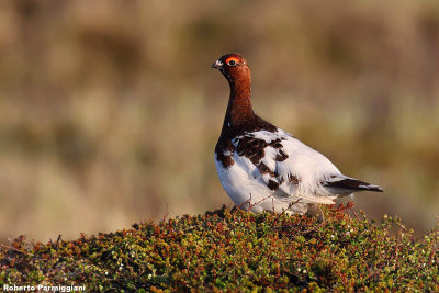 lagopus lagopus (willow ptarmigan - pernice bianca nordica)