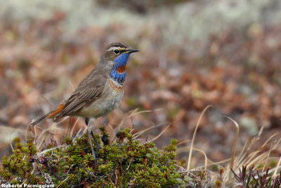 Luscinia svecica (bluethroat - pettazzurro)