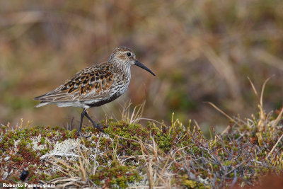 Calidris alpina (dunlin - piovanello pancianera)