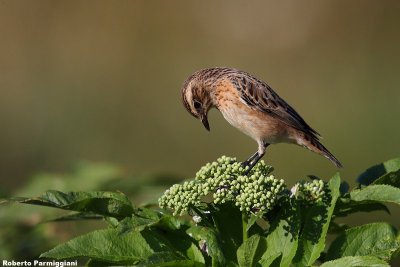 Saxicola rubetra (whinchat-stiaccino)