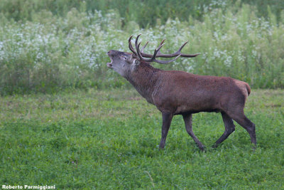 Cervus elaphus (red deer - cervo)