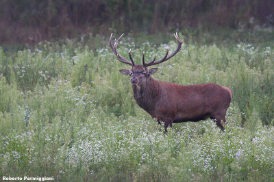 Cervus elaphus (red deer - cervo)