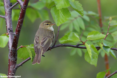 Phylloscopus trochilus (willow warbler - lu grosso)