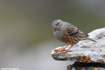 Prunella collaris (alpine accentor-sordone)