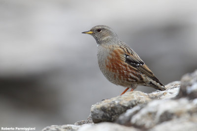 Prunella collaris (alpine accentor-sordone)