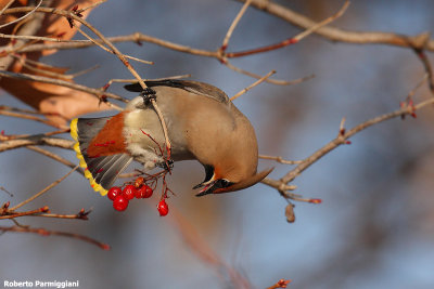 Bombycilla garrulus (waxwing-beccofrusone)