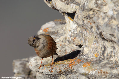 Prunella collaris (alpine accentor-sordone)