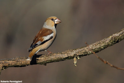 Coccothraustes coccothraustes (hawfinch-frosone)