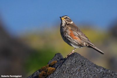 Turdus iliacus (redwing - tordo sassello)