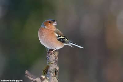 Fringilla coelebs (chaffinch-fringuello)