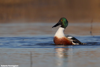 Anas clypeata (shoveler - mestolone)