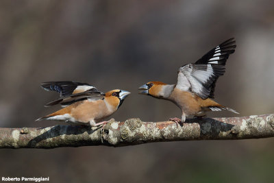 Coccothraustes coccothraustes (hawfinch-frosone)